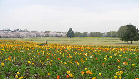 写真:黄色やオレンジ色のポピーの花畑の向こうに広々とした芝生広場。遠くには満開の桜並木