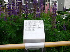 写真:公園の花壇に咲く、紫やピンクのルピナスの花。手すりそばの説明版には点字と墨字で「この花壇は野草花があります。公園を作った時にみんなで力を合わせて植えました。季節ごとにきれいな花をたくさん咲かせます」と書かれている