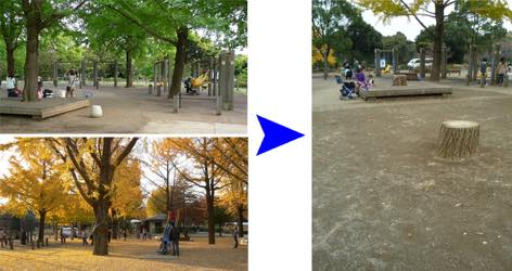 写真:ビフォア:木陰や紅葉を楽しめる見事な大木。アフター:あちこちに切り株が並ぶ。