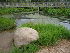 写真:水際から臨む池。岩や様々な水生植物が配されている
